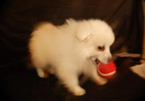 Beautiful American Eskimo (Dogs) puppies for sale.