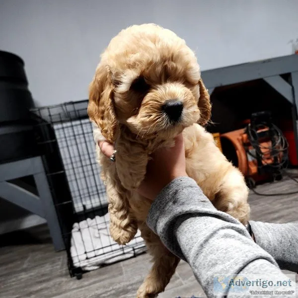 Cockapoo puppies