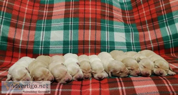 AKC Champion Bloodline Labrador Retriever Puppies