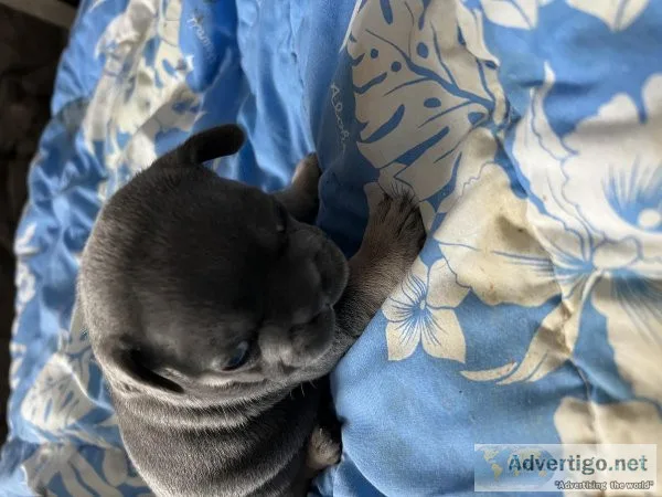 French Bulldogs