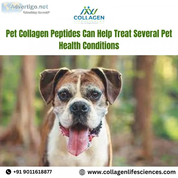 Pet collagen peptides can help treat several pet health conditio