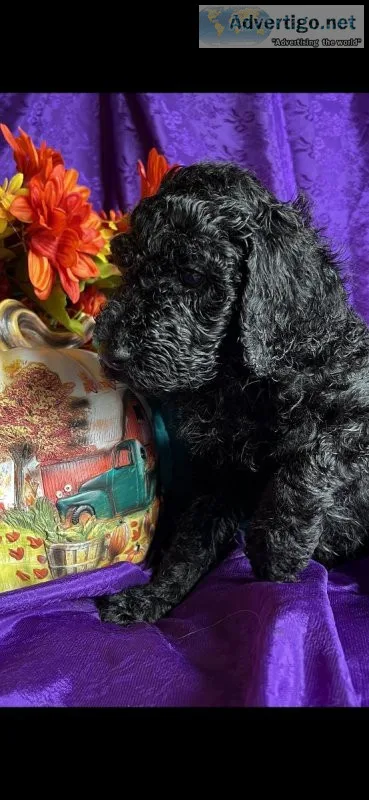 Wonderful Standard Poodle Puppies
