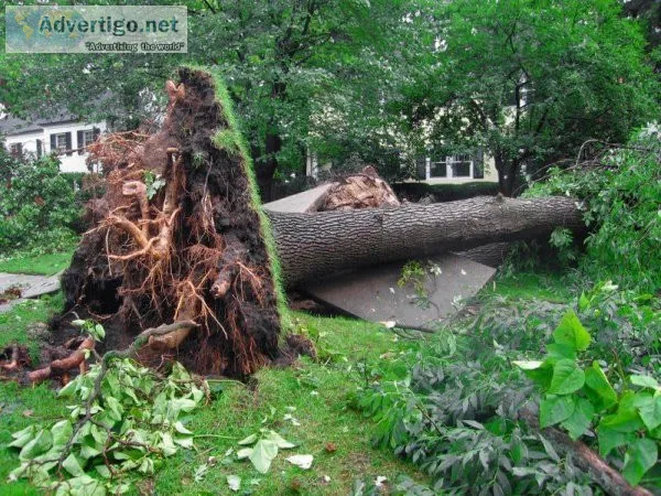 Emergency Tree Removal Sydney
