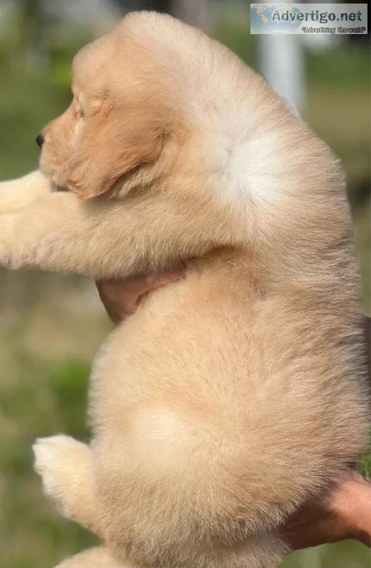 Female golden retriever puppy 49 days old mom and dad on site pm