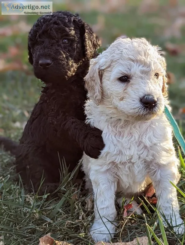 Goldendoodle Puppies