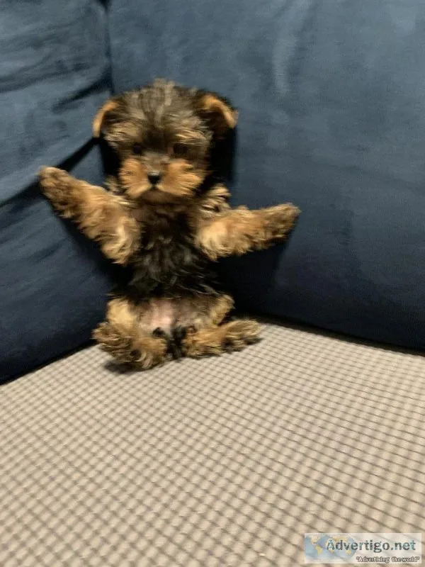 Yorkies purebred