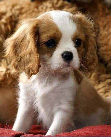 Cavalier King Charles puppies