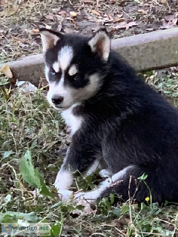 AKC Siberian Husky puppies