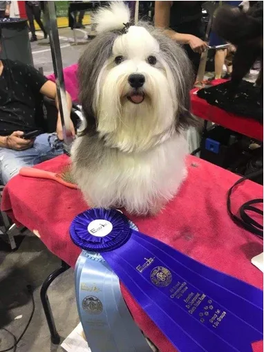 Dog Breed Havanese
