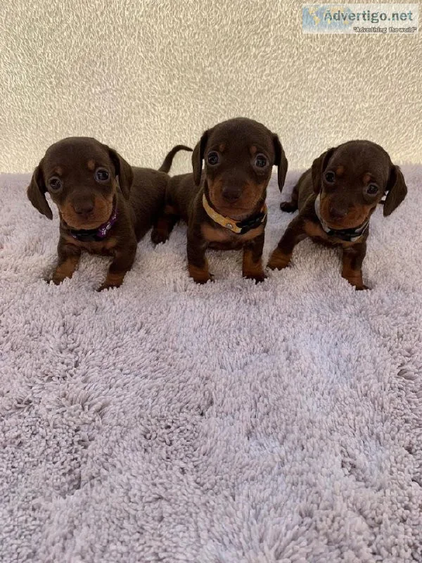 Sweet Dachshund puppies for sale