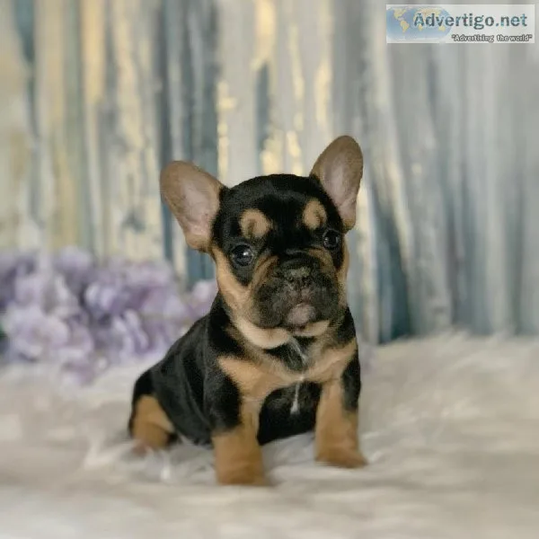 French bulldog