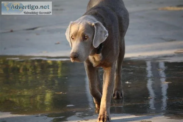 AKC Labrador Retriever