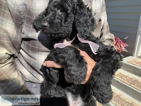 Chessie Doodle Puppies