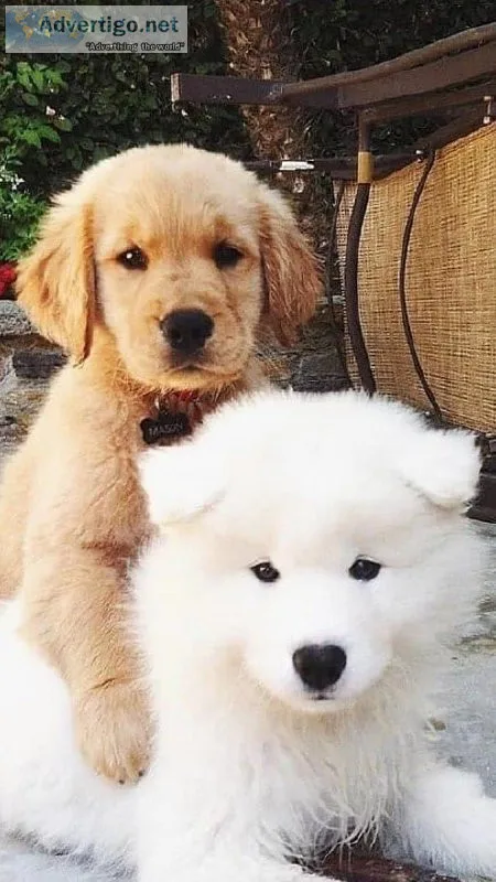 Golden Retriever Puppies Available NOW