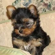 yorkie puppy