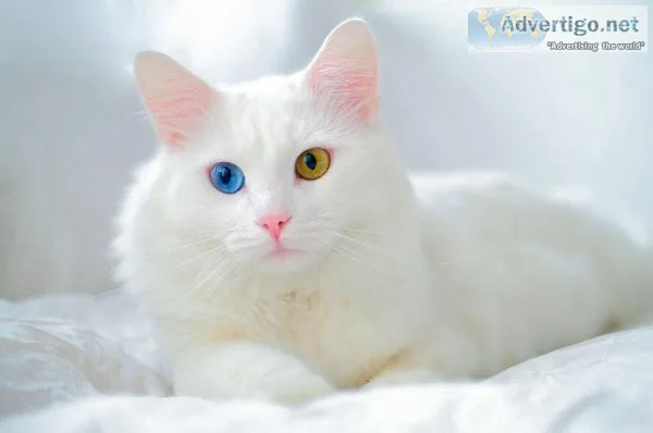 Cat Price in India
