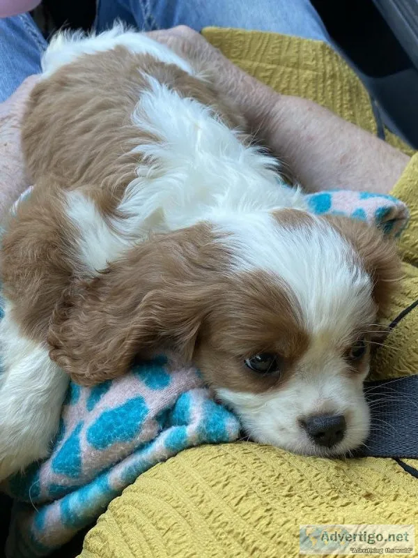 Beautiful Cavalier King Charles pups