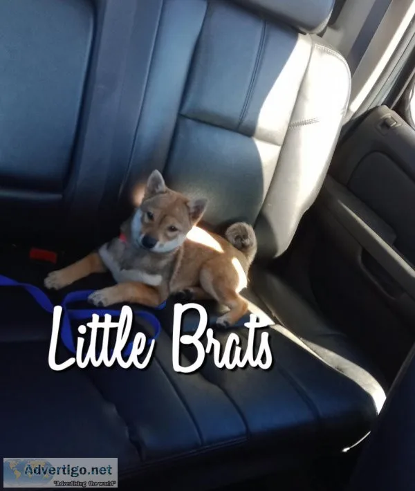 MAME Shiba Inu Puppies