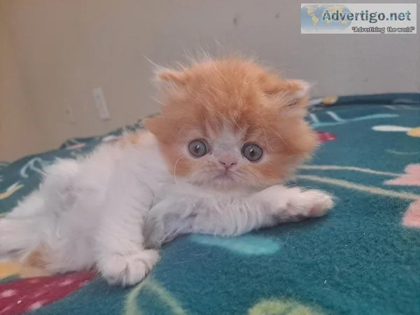 Persian kitten pure breed