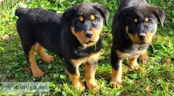 Bigbone Rottweiler puppies
