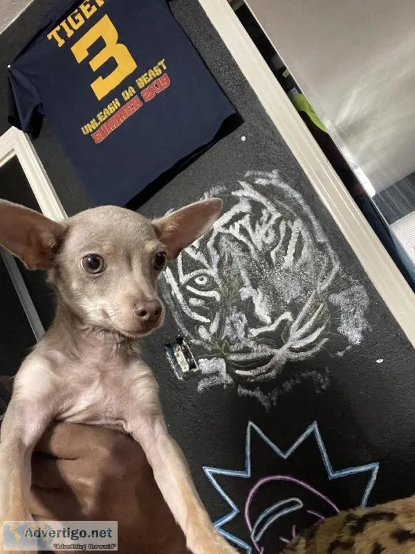 tri chihuahua