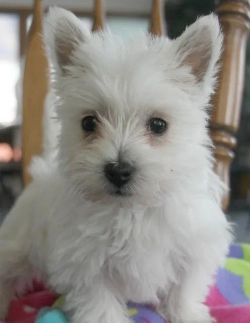 AKC West Highland White Terrier puppies for sale