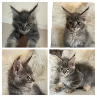 HUGE MAINE COON KITTENS