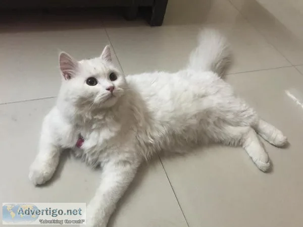 Persian cat price in Sonipat