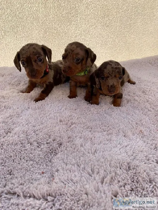 Super Cute Dachshund puppies for sale
