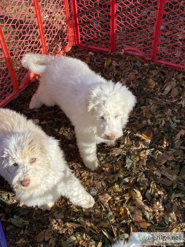 Mini-Sheepadoodles