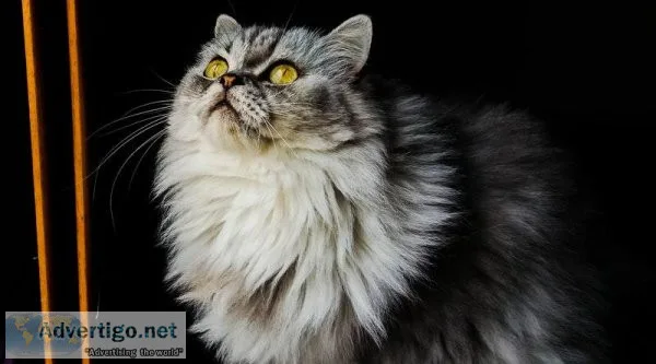 Persian cat price in India