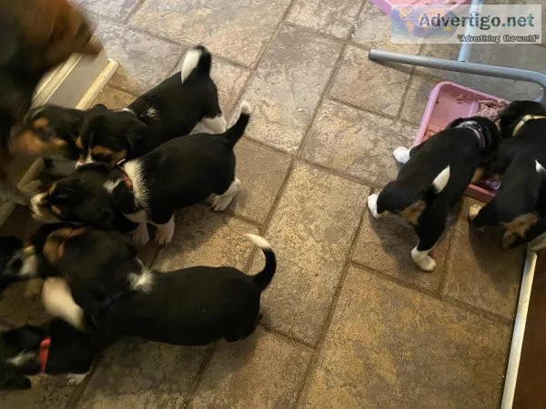 Jack A Bee (Beagle and Jack Russell) Puppies