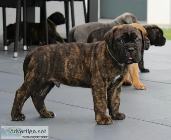 Lovely Cane Corso puppies