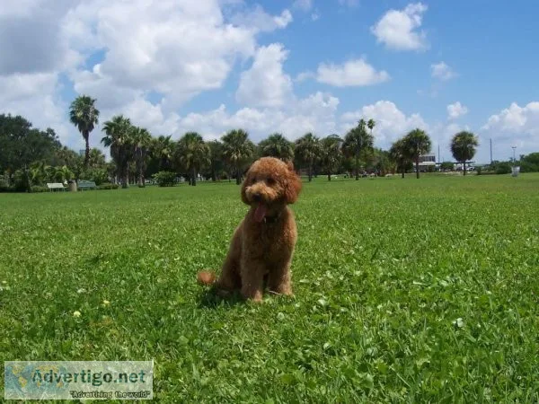 Make Aussie Goldendoodle Your Furry Friend