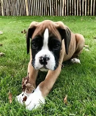 Boxer puppies available