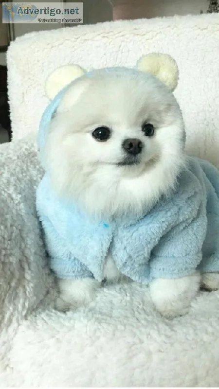 Amazing Pomeranian Puppies for sale