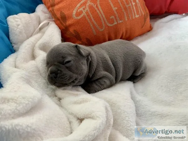 French bulldogs