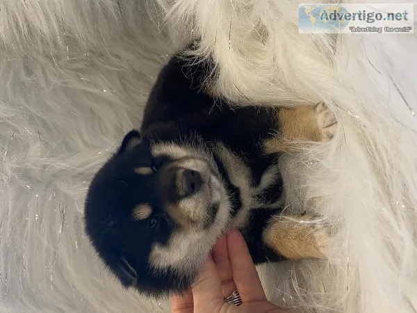 Shiba Inu puppies Dakine Shiba Inu