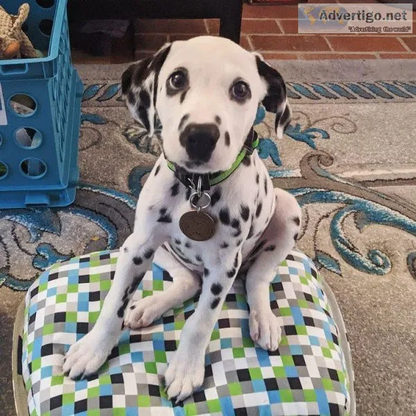 Dalmatian puppies