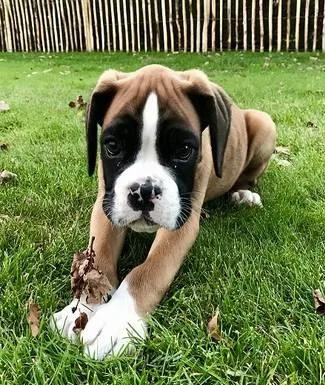 Boxer puppies available