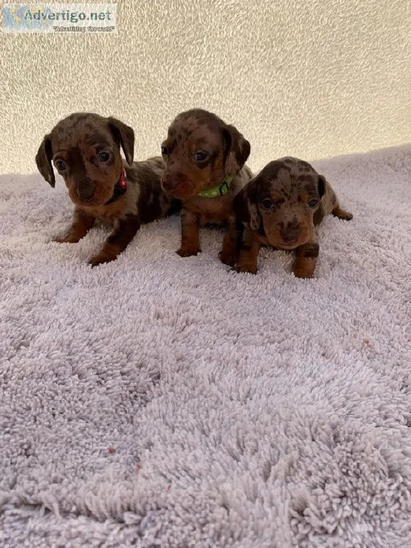 Friendly Mini Dachshund Puppies for sale