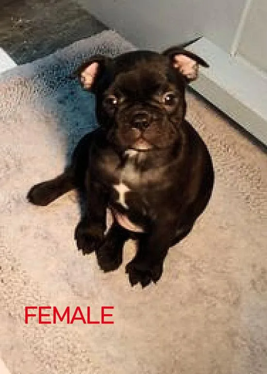 CKC Frenchton Puppies