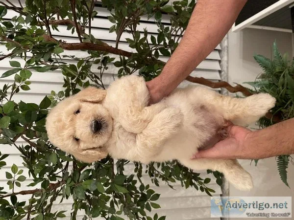 Beautiful goldendoodle puppies
