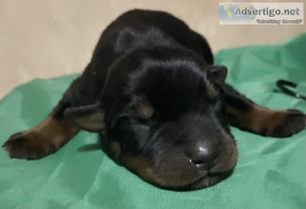 Rottweilers Puppies
