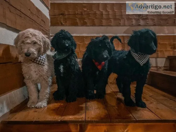 Standard F2 Goldendoodles