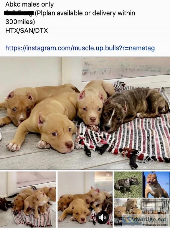 American bullies