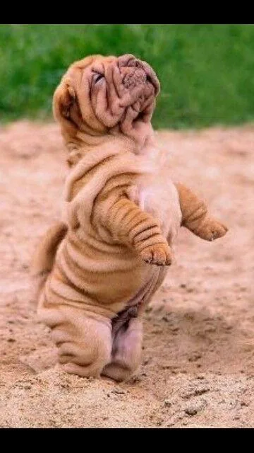 Amazing Chinese Shar Pei pups