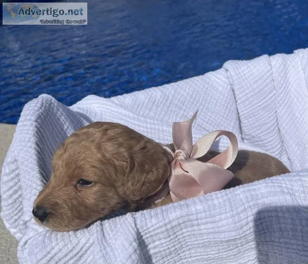 F1B Goldendoodle puppies