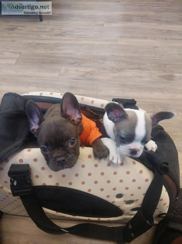 2 freach bulldog puppies