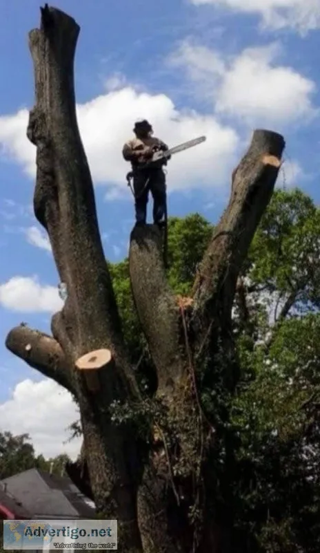 HOUSTON TREE SERVICE 
